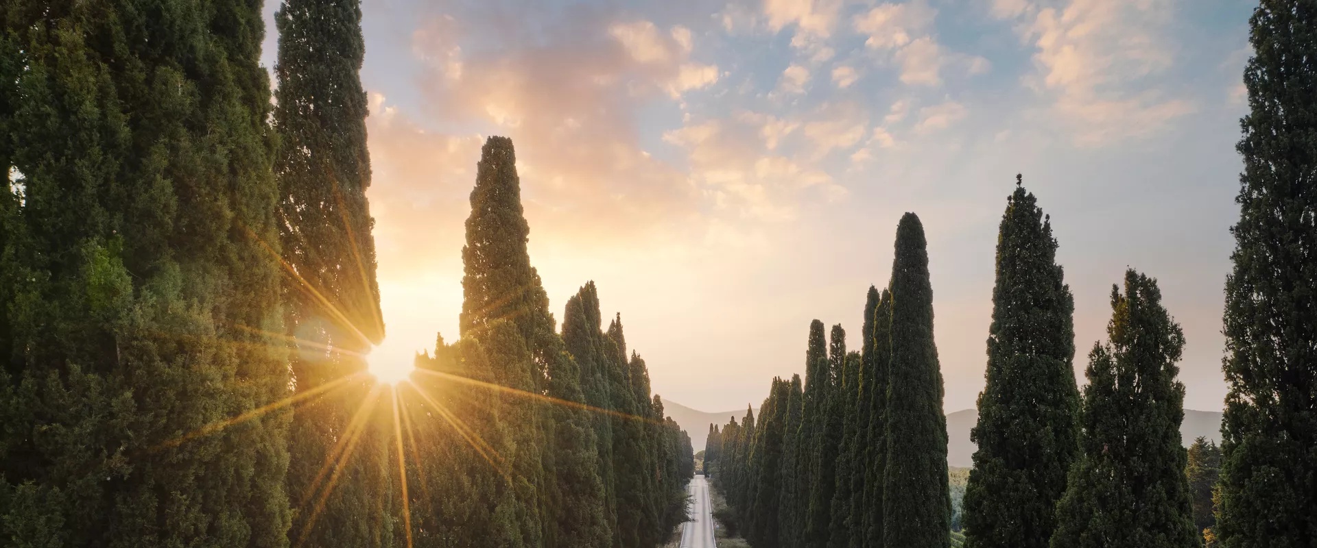 Route bordée d’arbres au coucher du soleil